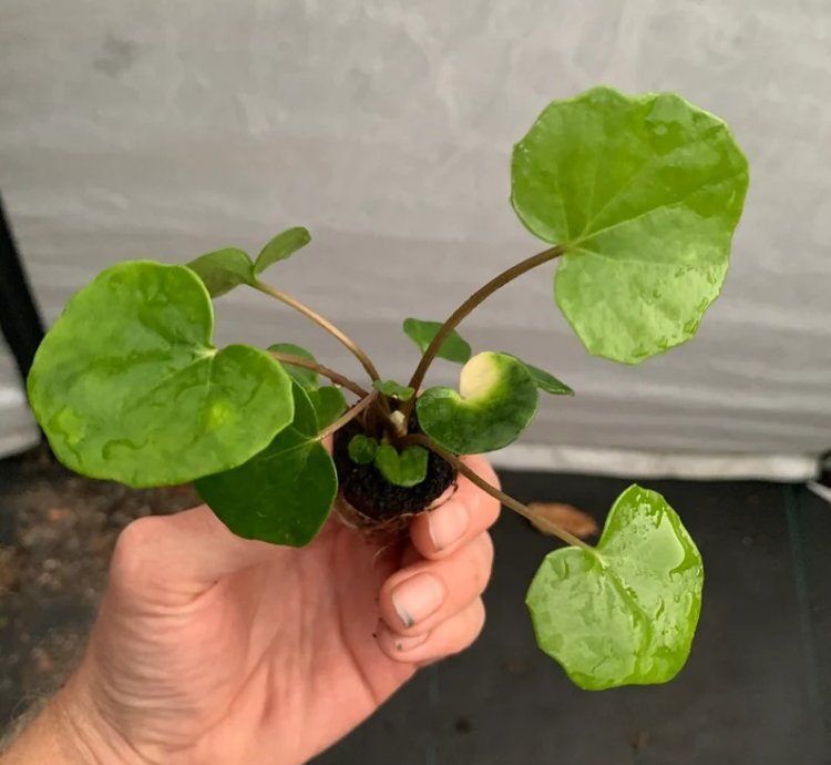 Farfugium ‘Firefly’ – Leopard Plant “Tractor Seat” | Starter Plant | Unique Foliage | Indoor/Outdoor