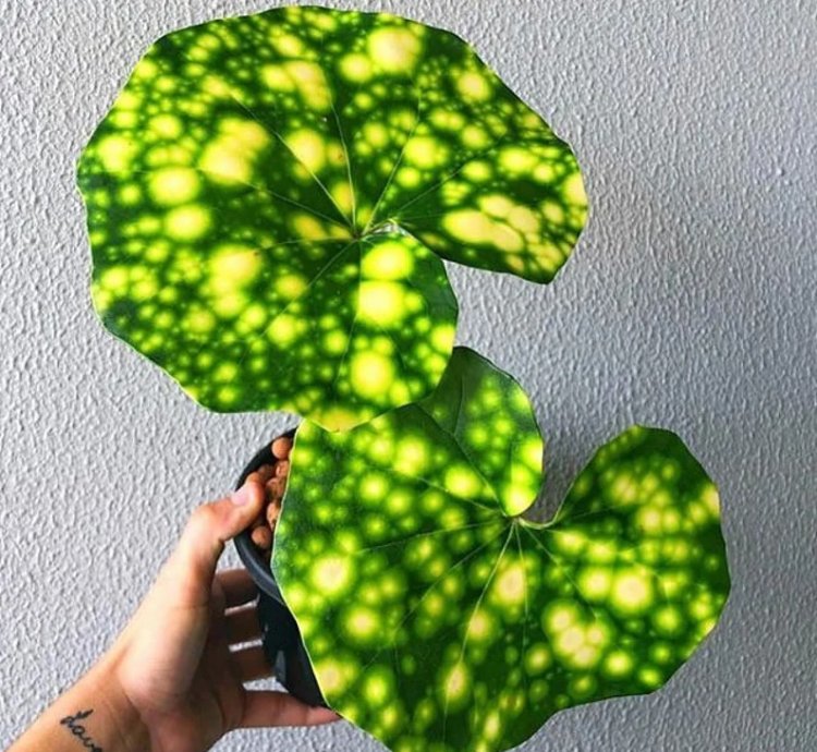 Farfugium ‘Firefly’ – Leopard Plant “Tractor Seat” | Starter Plant | Unique Foliage | Indoor/Outdoor