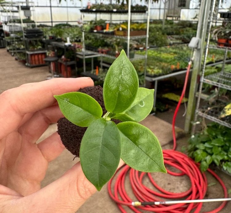 Hoya globulosa 'Pink' – Starter Plant |Tropical Vine | Indoor/Outdoor | Easy-Care