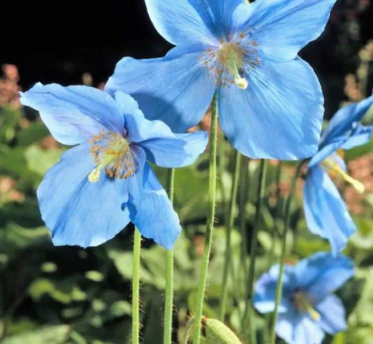 Blue Himalayan Poppy (Meconopsis betonicifolia) Flower Seeds