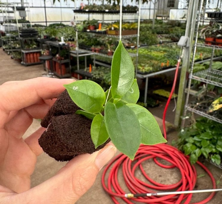 Hoya globulosa 'Pink' – Starter Plant |Tropical Vine | Indoor/Outdoor | Easy-Care