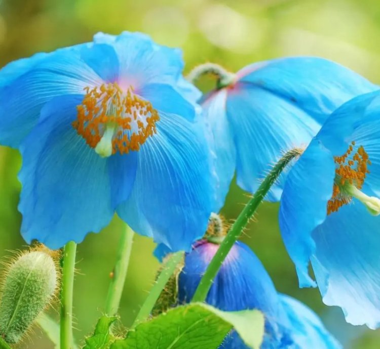 Blue Himalayan Poppy (Meconopsis betonicifolia) Flower Seeds