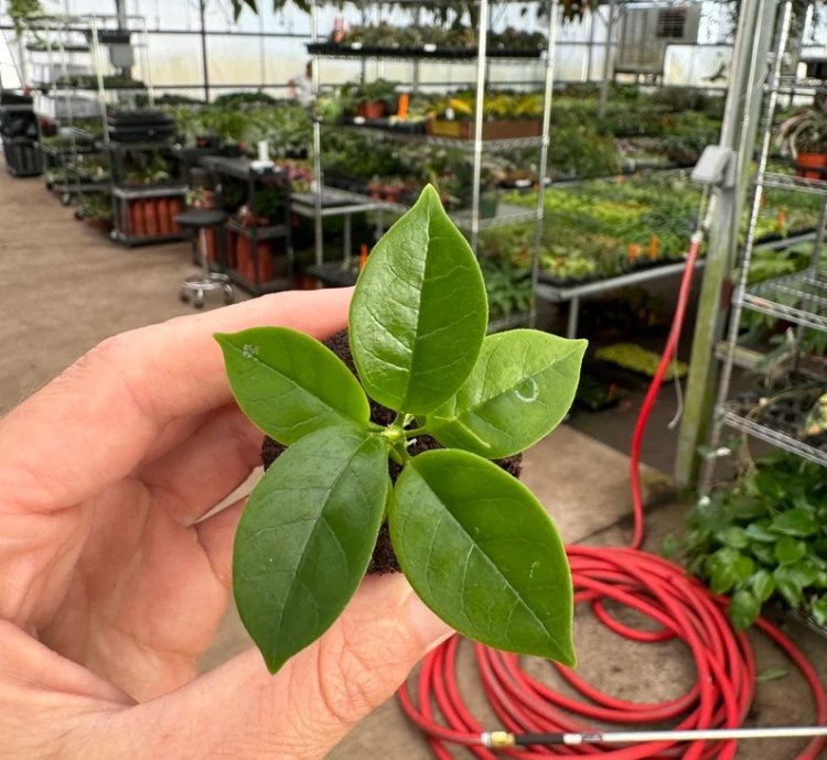 Hoya globulosa 'Pink' – Starter Plant |Tropical Vine | Indoor/Outdoor | Easy-Care