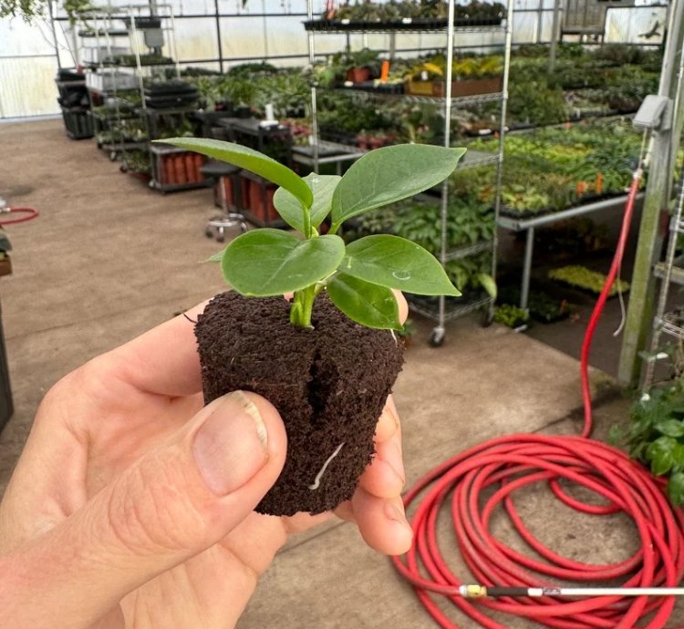 Hoya globulosa 'Pink' – Starter Plant |Tropical Vine | Indoor/Outdoor | Easy-Care