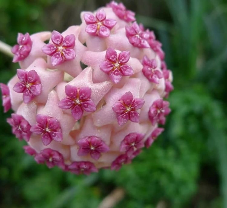 Hoya globulosa 'Pink' – Starter Plant |Tropical Vine | Indoor/Outdoor | Easy-Care