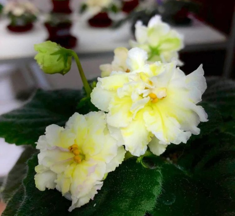 Lemon Whip African Violet – Starter Plant | Saintpaulia | Indoor Flowering Houseplant