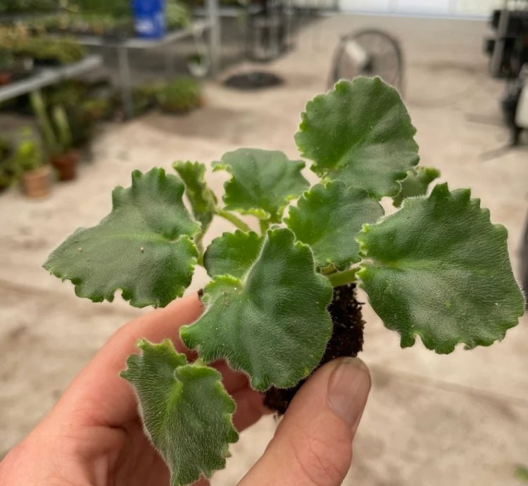 Lemon Whip African Violet – Starter Plant | Saintpaulia | Indoor Flowering Houseplant