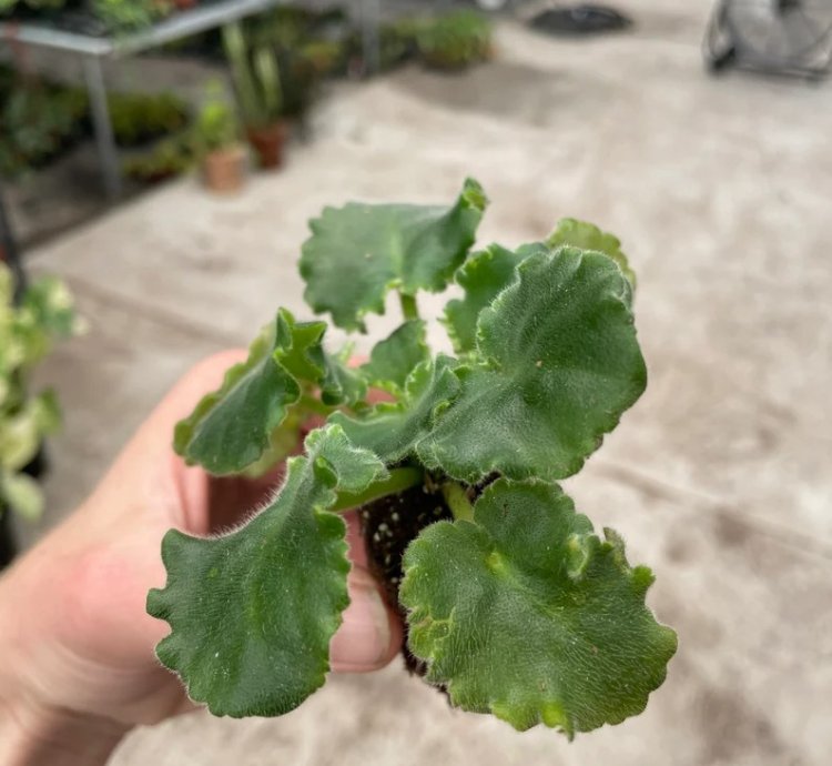 Lemon Whip African Violet – Starter Plant | Saintpaulia | Indoor Flowering Houseplant