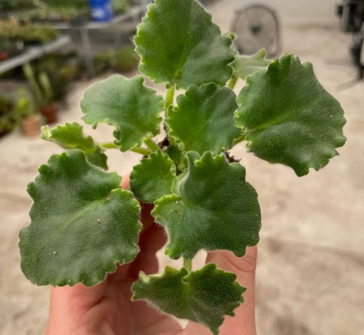 Lemon Whip African Violet – Starter Plant | Saintpaulia | Indoor Flowering Houseplant