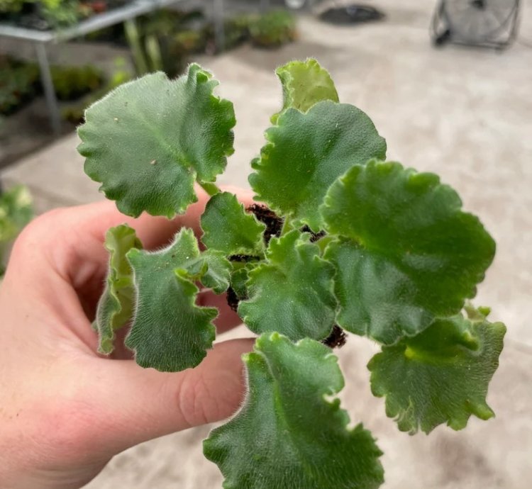 Lemon Whip African Violet – Starter Plant | Saintpaulia | Indoor Flowering Houseplant