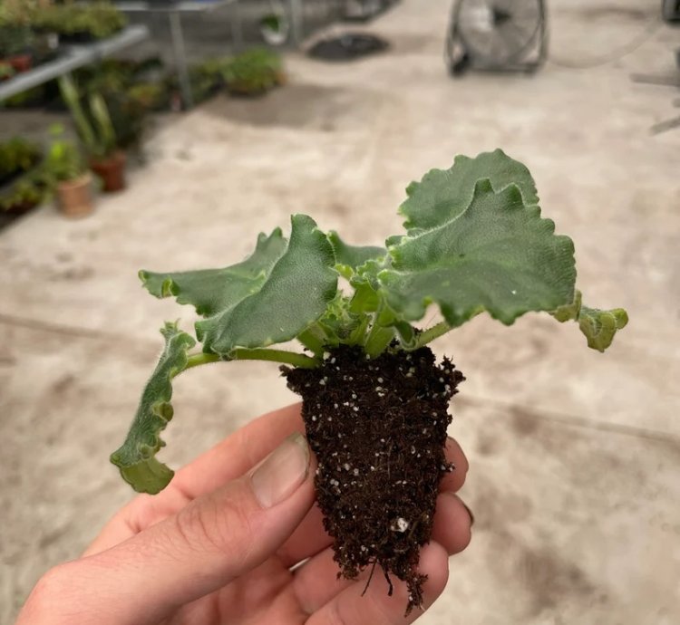 Lemon Whip African Violet – Starter Plant | Saintpaulia | Indoor Flowering Houseplant