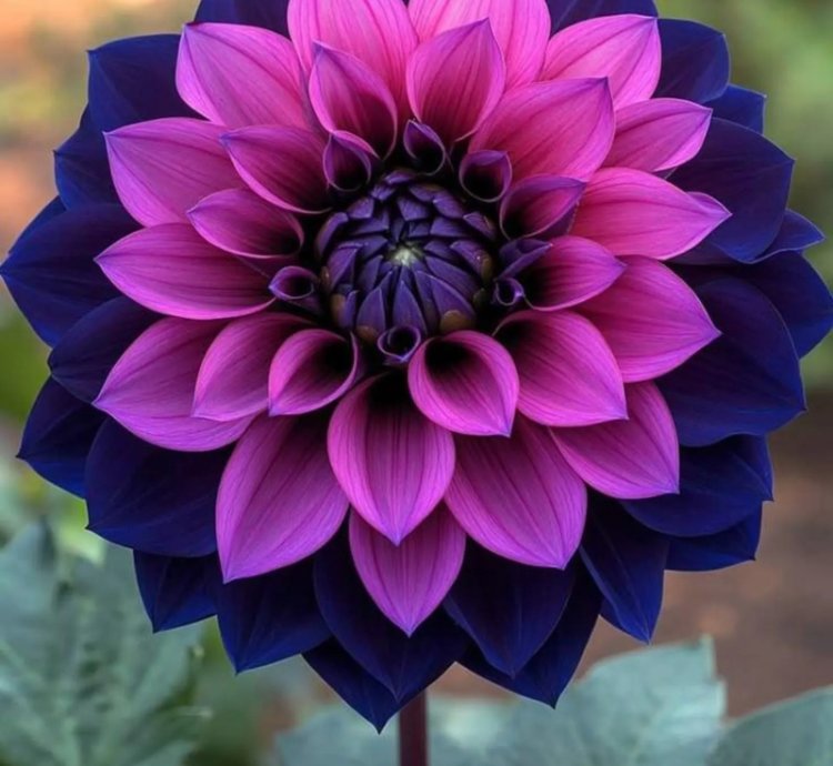 Dahlia 'Tena' Flower Seeds–Mixed with Sunflower,Daisy,Chrysanthemum