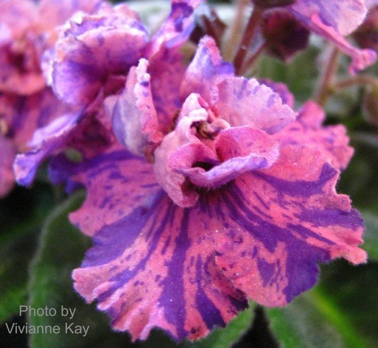 Uncoast Coral Razz African Violet – Starter Plant | Saintpaulia | Indoor Flowering Houseplant