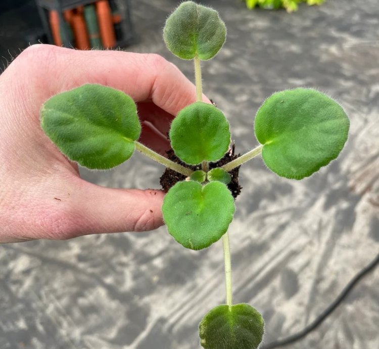 Uncoast Coral Razz African Violet – Starter Plant | Saintpaulia | Indoor Flowering Houseplant
