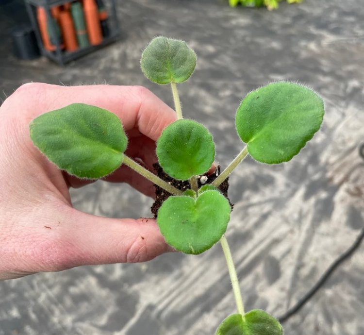 Uncoast Coral Razz African Violet – Starter Plant | Saintpaulia | Indoor Flowering Houseplant