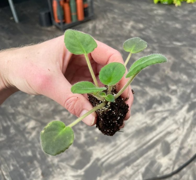 Uncoast Coral Razz African Violet – Starter Plant | Saintpaulia | Indoor Flowering Houseplant