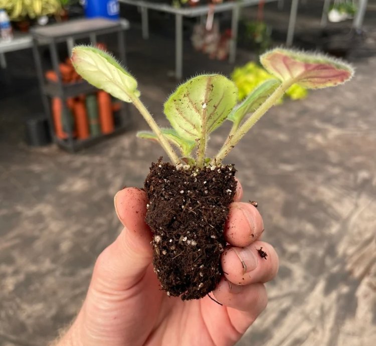 Uncoast Coral Razz African Violet – Starter Plant | Saintpaulia | Indoor Flowering Houseplant