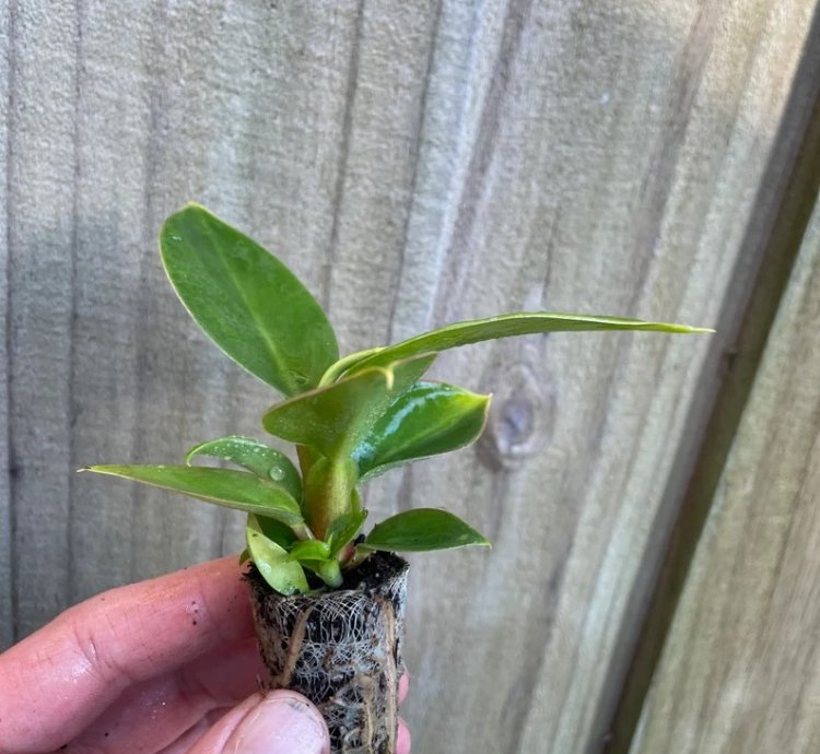 Philodendron Thai Congo – Starter Plant | Rare Tropical Aroid | Indoor/Outdoor | Easy-Care