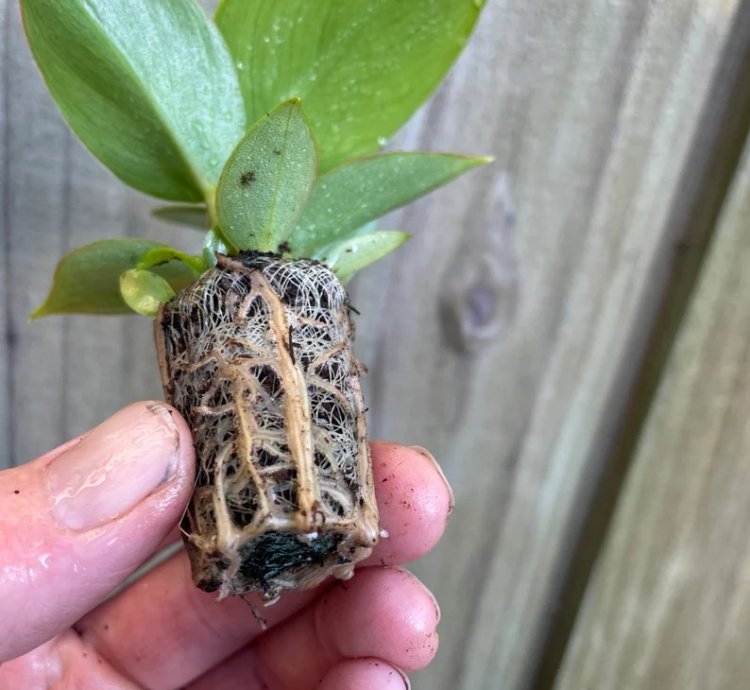 Philodendron Thai Congo – Starter Plant | Rare Tropical Aroid | Indoor/Outdoor | Easy-Care