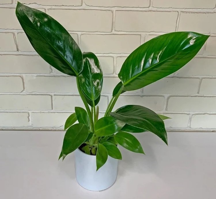 Philodendron Thai Congo – Starter Plant | Rare Tropical Aroid | Indoor/Outdoor | Easy-Care
