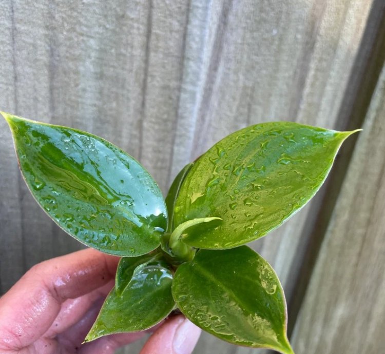 Philodendron Thai Congo – Starter Plant | Rare Tropical Aroid | Indoor/Outdoor | Easy-Care