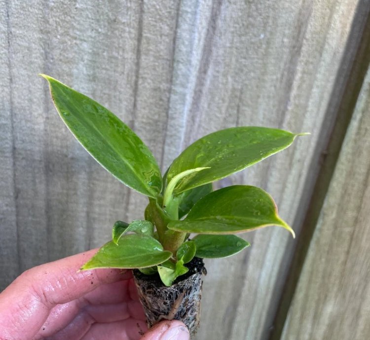 Philodendron Thai Congo – Starter Plant | Rare Tropical Aroid | Indoor/Outdoor | Easy-Care