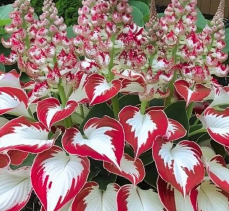 Hosta ‘Red White’ – Perennial Shade Plant Seeds