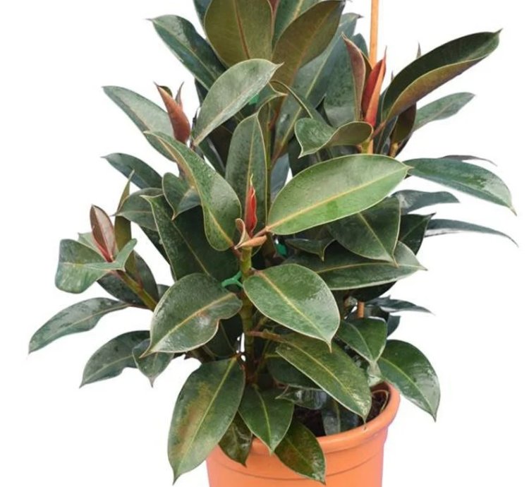 Ficus elastica ‘Melanie’ – Starter Plant | Rubber Plant | Indoor Houseplant | Easy-Care