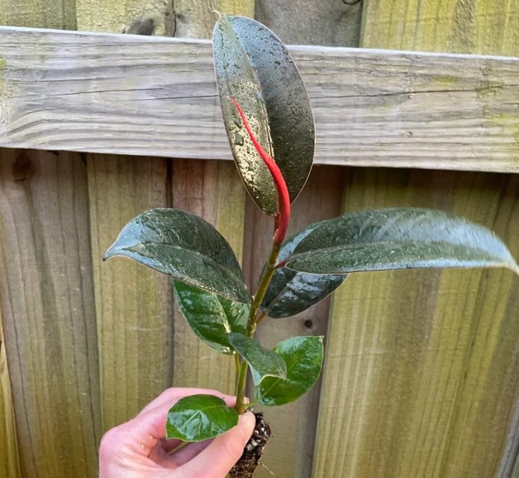 Ficus elastica ‘Melanie’ – Starter Plant | Rubber Plant | Indoor Houseplant | Easy-Care