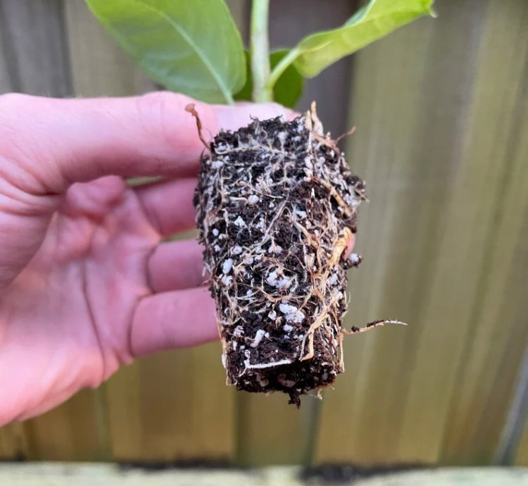 Ficus elastica ‘Melanie’ – Starter Plant | Rubber Plant | Indoor Houseplant | Easy-Care