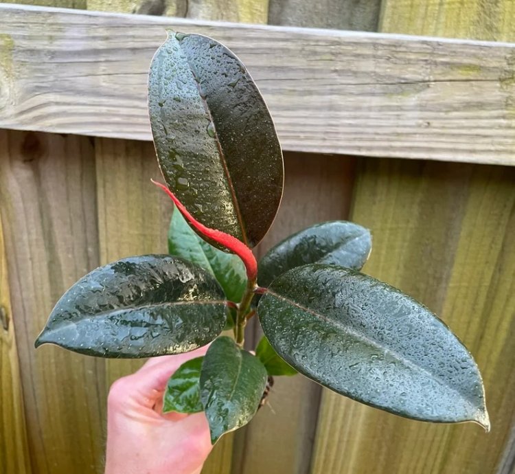 Ficus elastica ‘Melanie’ – Starter Plant | Rubber Plant | Indoor Houseplant | Easy-Care