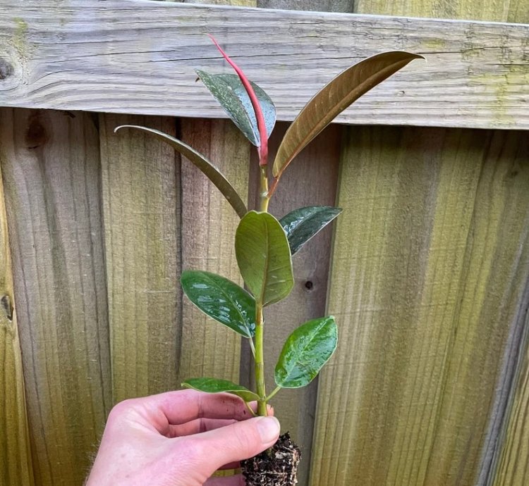 Ficus elastica ‘Melanie’ – Starter Plant | Rubber Plant | Indoor Houseplant | Easy-Care