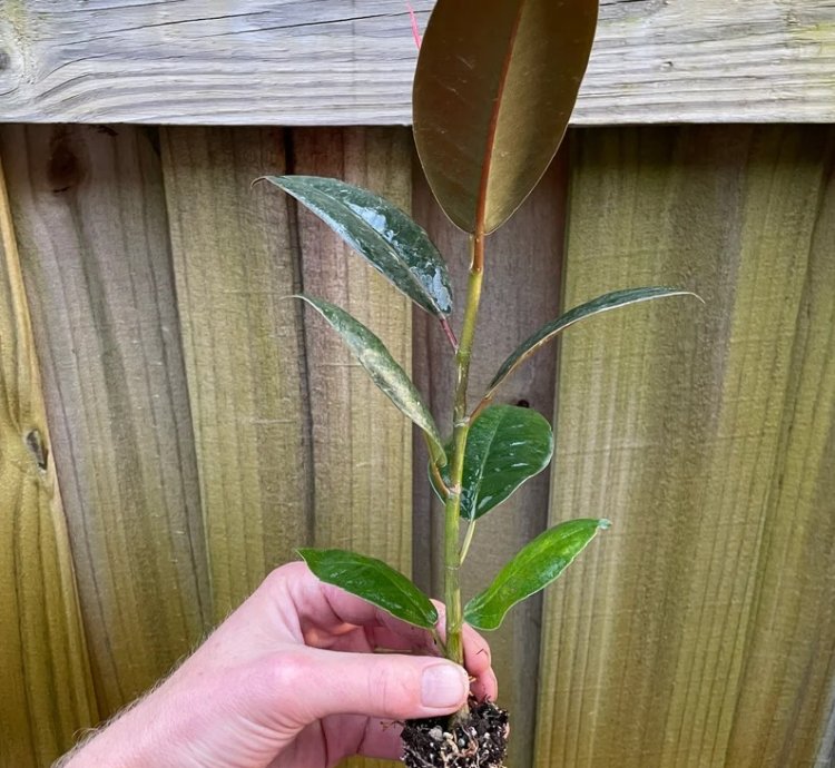 Ficus elastica ‘Melanie’ – Starter Plant | Rubber Plant | Indoor Houseplant | Easy-Care