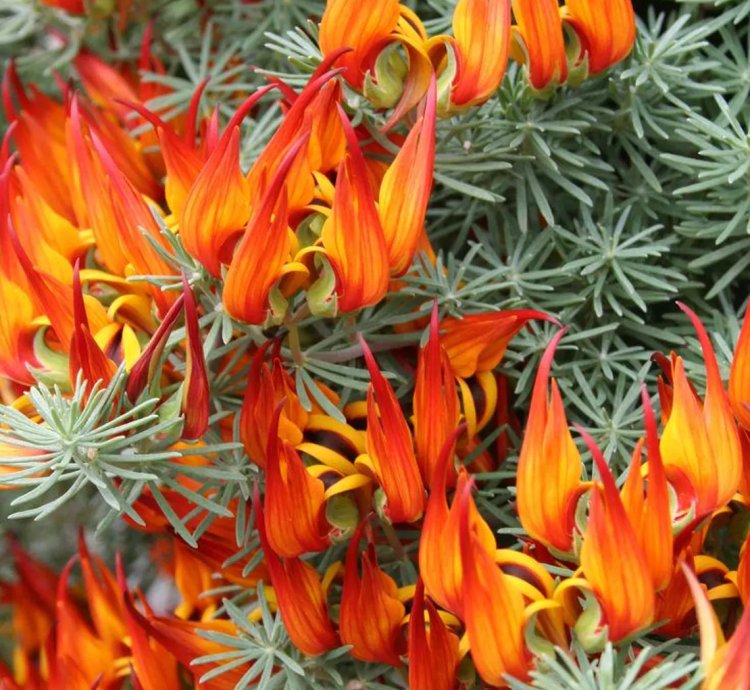 Lotus berthelotii Seeds – Parrot’s Beak Flower (Coral Gem)