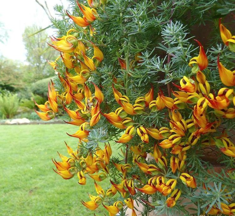 Lotus berthelotii Seeds – Parrot’s Beak Flower (Coral Gem)
