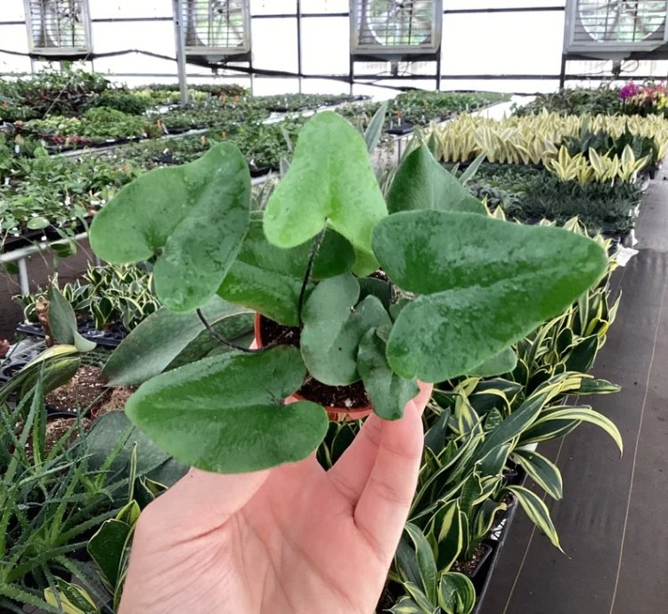Ficus elastica ‘Melanie’ – Starter Plant | Rubber Plant | Indoor Houseplant | Easy-Care
