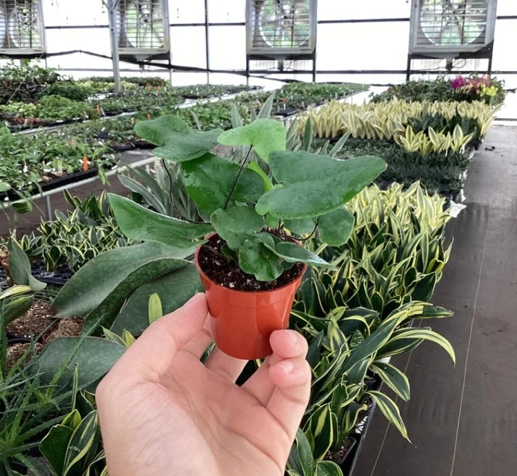 Ficus elastica ‘Melanie’ – Starter Plant | Rubber Plant | Indoor Houseplant | Easy-Care