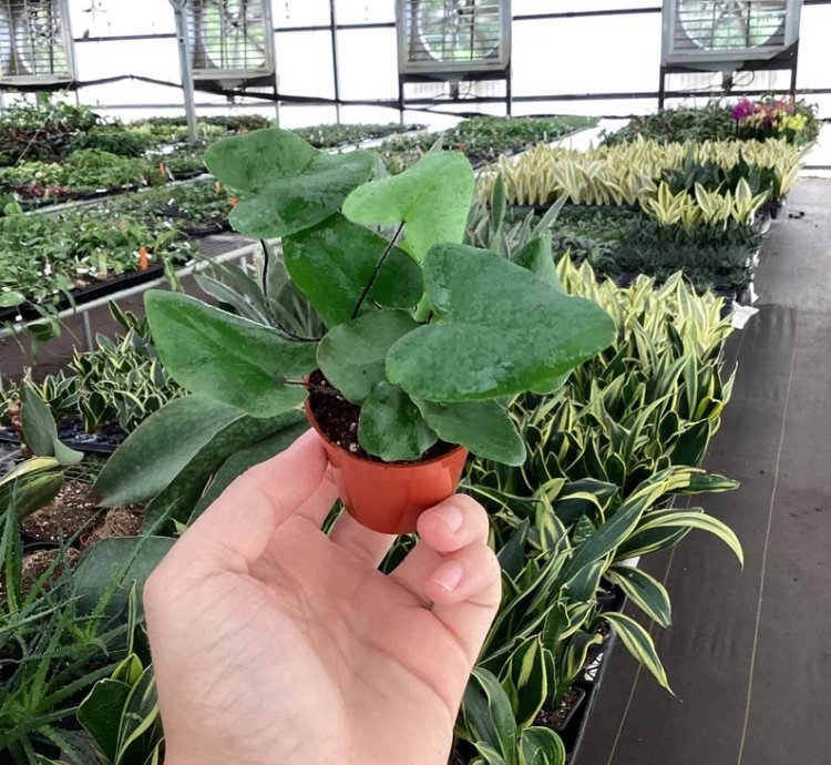 Ficus elastica ‘Melanie’ – Starter Plant | Rubber Plant | Indoor Houseplant | Easy-Care