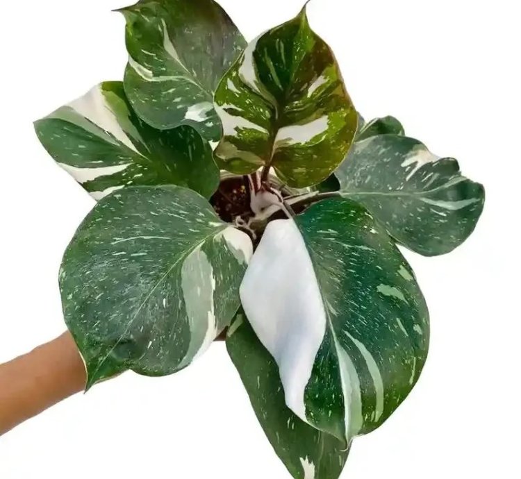 Philodendron White Knight – Starter Plant