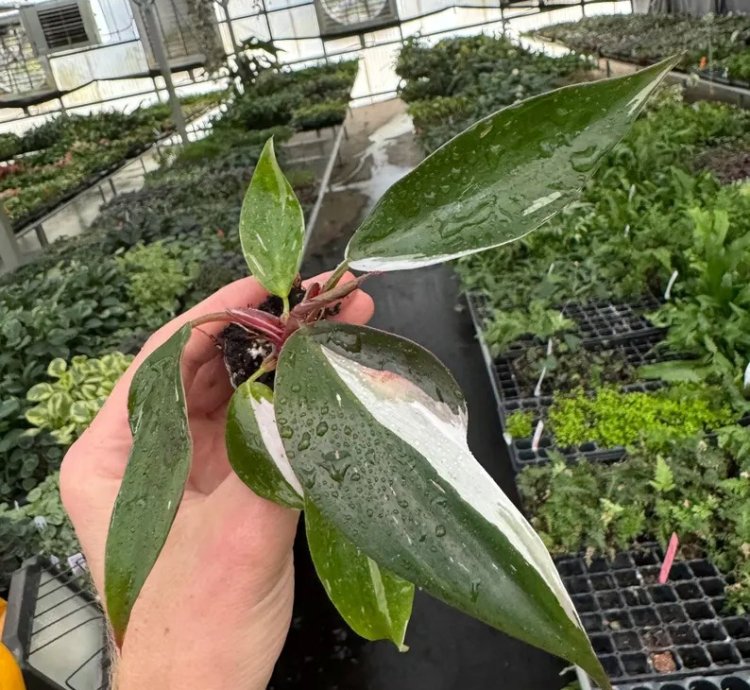 Philodendron White Knight – Starter Plant