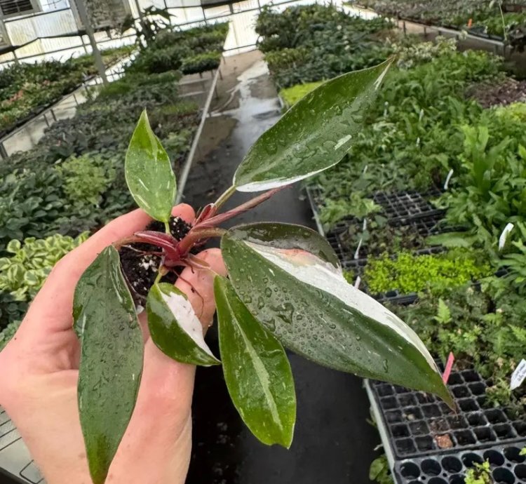 Philodendron White Knight – Starter Plant