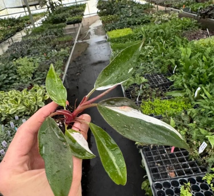 Philodendron White Knight – Starter Plant