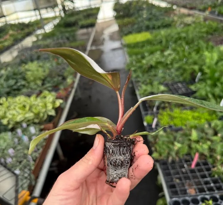 Philodendron White Knight – Starter Plant