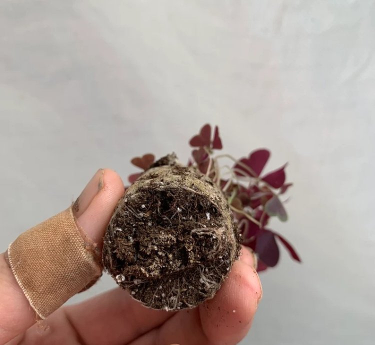 Oxalis Triangularis ‘Ebony Allure’ – Starter Plant | Purple Shamrock | Indoor/Outdoor