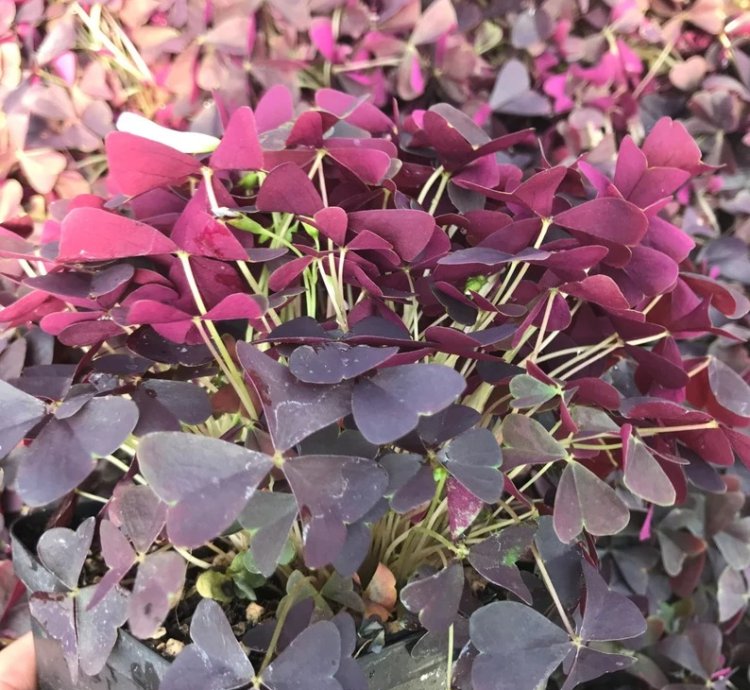 Oxalis Triangularis ‘Ebony Allure’ – Starter Plant | Purple Shamrock | Indoor/Outdoor