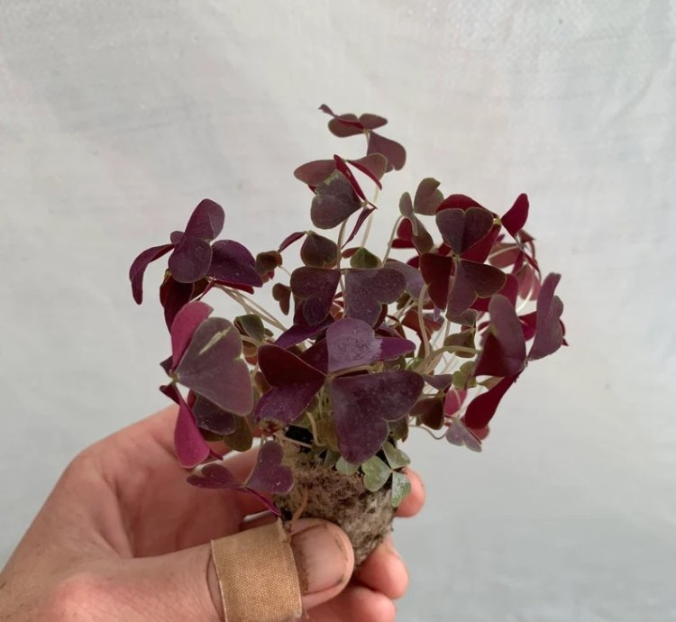 Oxalis Triangularis ‘Ebony Allure’ – Starter Plant | Purple Shamrock | Indoor/Outdoor