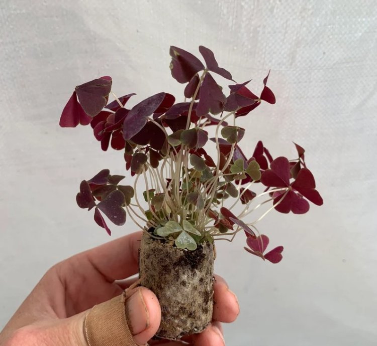 Oxalis Triangularis ‘Ebony Allure’ – Starter Plant | Purple Shamrock | Indoor/Outdoor