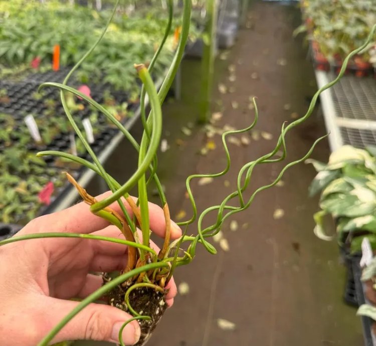 Juncus spiralis – Starter Plant | Corkscrew Rush | Twisted Grass