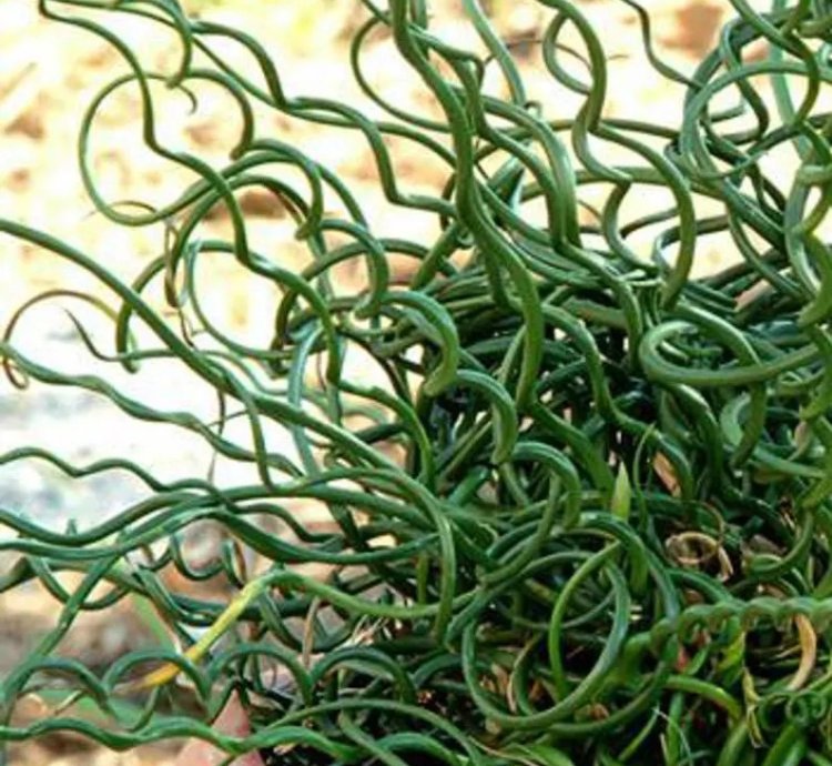 Juncus spiralis – Starter Plant | Corkscrew Rush | Twisted Grass