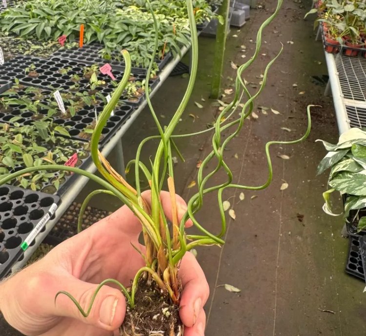 Juncus spiralis – Starter Plant | Corkscrew Rush | Twisted Grass